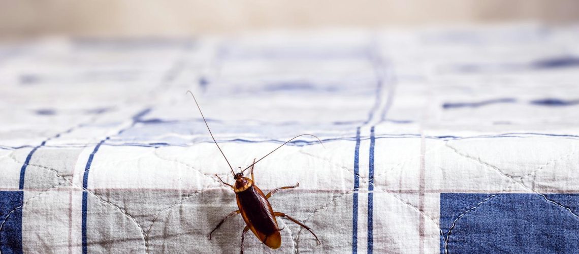 D’où viennent les cafards ? Et comment s’en débarrasser ? D'où viennent les cafards ? Et comment s'en débarrasser ?