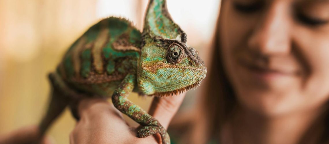 Herpétophobie : comment vaincre la peur panique des reptiles ? Herpétophobie : comment vaincre la peur panique des reptiles ?