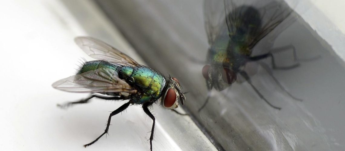 J’ai des mouches bleues chez moi, dois-je m’inquiéter ? J'ai des mouches bleues chez moi, dois-je m'inquiéter ?