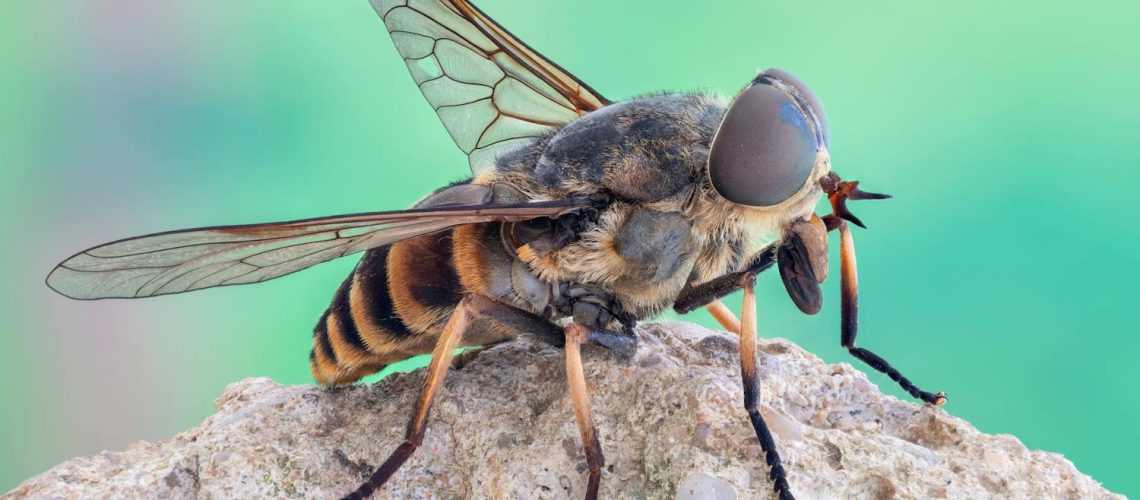 Quelles huiles essentielles contre les taons ? Quelles huiles essentielles contre les taons ?